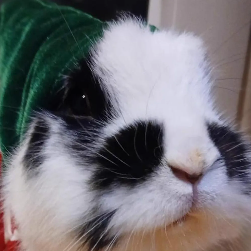Zak, close-up portrait